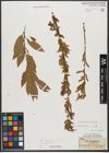 Foto von Salix triandra subsp. triandra L.